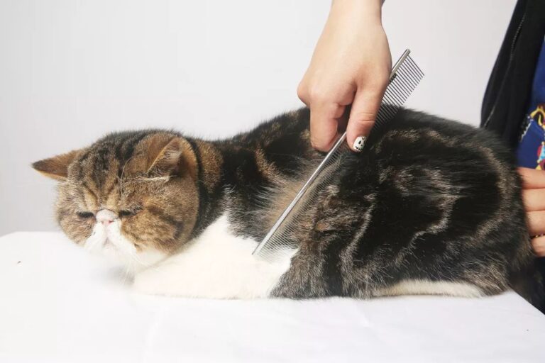 四川省市场监管局全力助推复工复产 出台“双不”新规“稳发展”